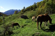 18 Cavalli al pascolo